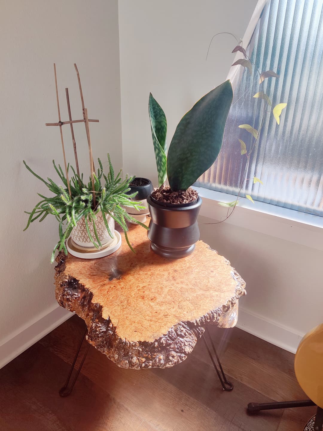Burl Table
